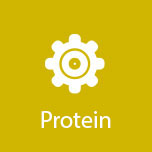 protein